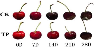Application of proteomics to determine the mechanism of ozone on sweet cherries (Prunus avium L.) by time-series analysis